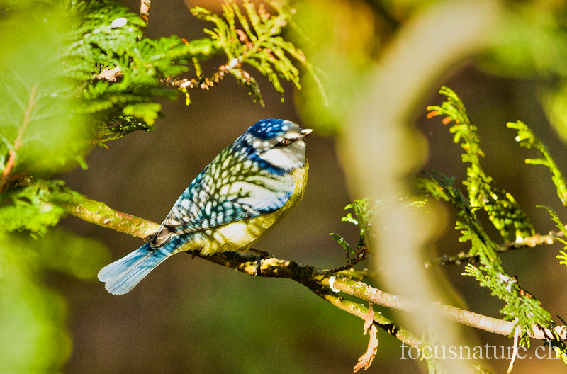 Mesange bleue 9574.jpg - Mésange bleue - Eurasian blue Tit - Cyanistes caeruleus (Ermitage, Genève, Suisse, mars 2012)